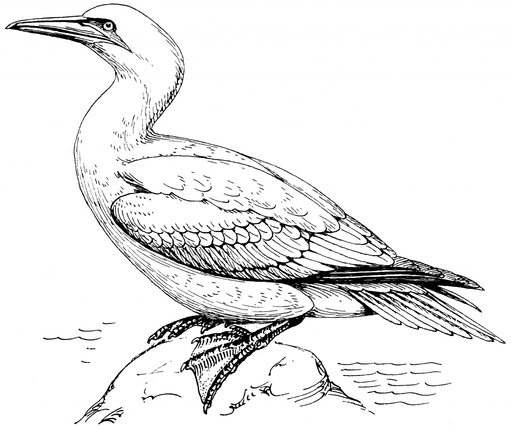 coloriage a imprimer ladybug