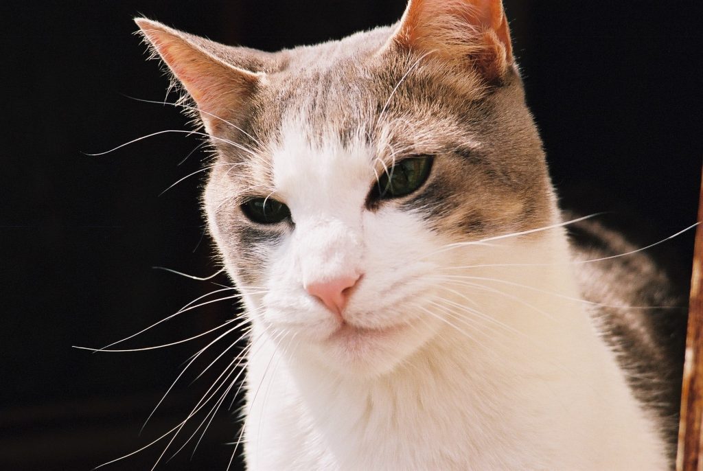 ou manger autour de moi